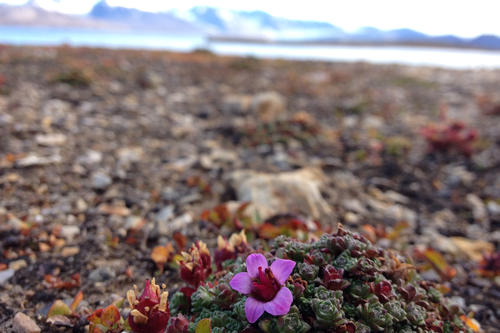 Janna Einöders Forschungsprojekt: Der Gegenblättrige Steinbrech (Saxifraga oppositifolia) gehört zu Spitzbergens faszinierender Flora.