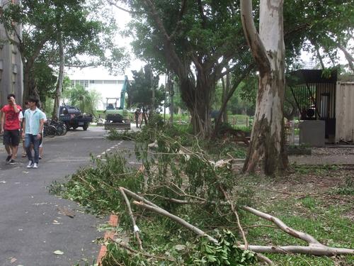 Am Tag danach: Der Taifun hat in Form von entwurzelten Bäumen und anderen Schäden seine Spuren hinterlassen.