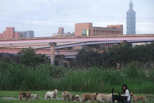 An den Radwegen sind immer viele Hunde. Hier werden sie gerade von einer Frau gefüttert. Im Hintergrund der Taipei 101.