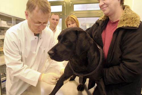 Seit 1995 leitet Professor Leo Brunnberg die Kleintierklinik. Hier kümmert er sich um die Hündin Cika.