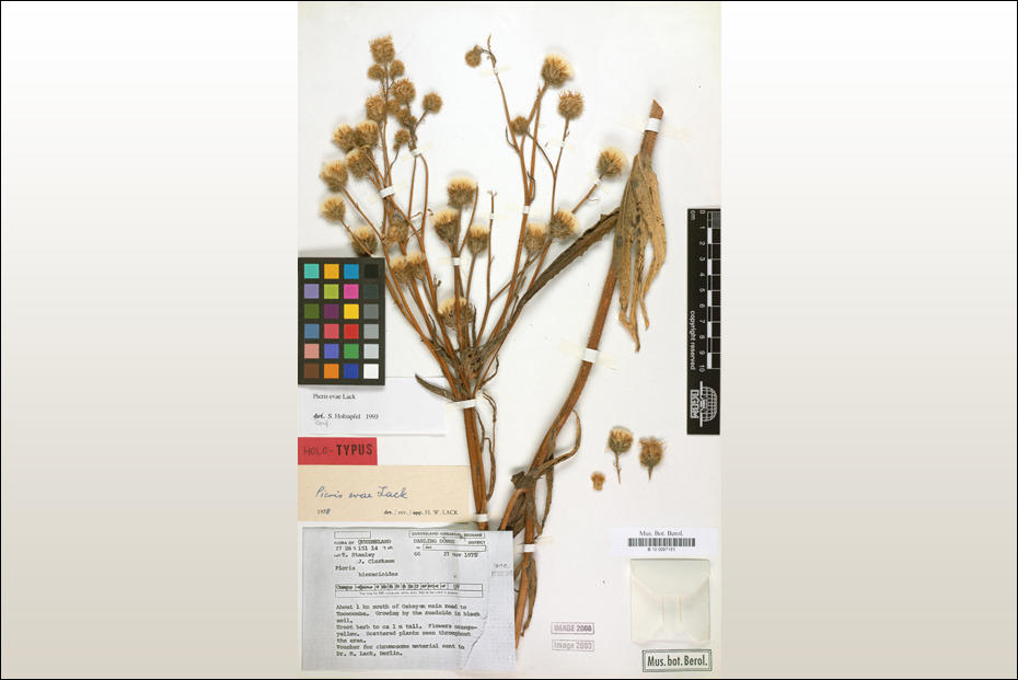 Das Bitterkraut Picris evae benannte der Biologe Prof. Dr. H. Walter Lack nach seiner Frau Eva. Das Aussehen der Pflanze - lange blonde Haare, die vom Kopf des Krauts herunterhingen - erinnerte ihn an sie.