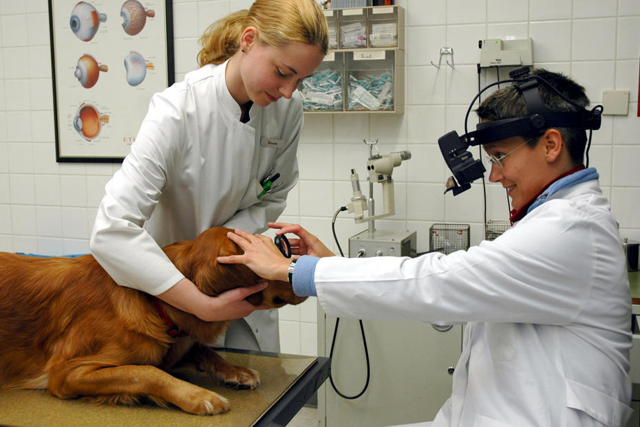 Veterinärmedizin • Einrichtungen • Freie Universität Berlin
