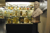 Die Gurlt’sche Sammlung am Institut für Veterinär-Anatomie ist öffentlich zugänglich.