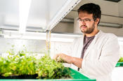 Plants can "remember" events such as extreme temperatures or insect damage and react appropriately to new stress. The mechanisms are being investigated in the Collaborative Research Centre 973.