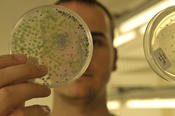 The Dahlem Centre of Plant Sciences is one of the Focus Areas of Freie Universität Berlin.