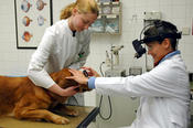 Eye examination in the Small Animal Clinic: There are special office hours for eye, heart, skin, and dental problems. By appointment only.
