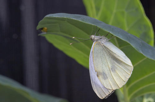 Cabbage white butterflies are bred at the Institute of Biology to investigate how plants defend themselves against caterpillar feeding. The butterflies are still being cared for, even though the experiments had to be interrupted.