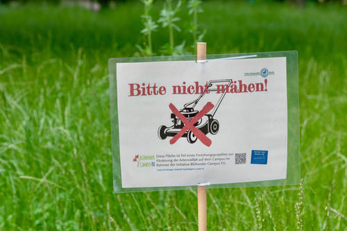Since 2019, the “Blossoming Campus” project has been promoting insect diversity on campus at Freie Universität Berlin. Unmowed lawns help ensure biodiversity.