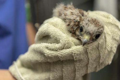 The kestrel chick that fell from the nest was dropped off at the clinic a few days ago.