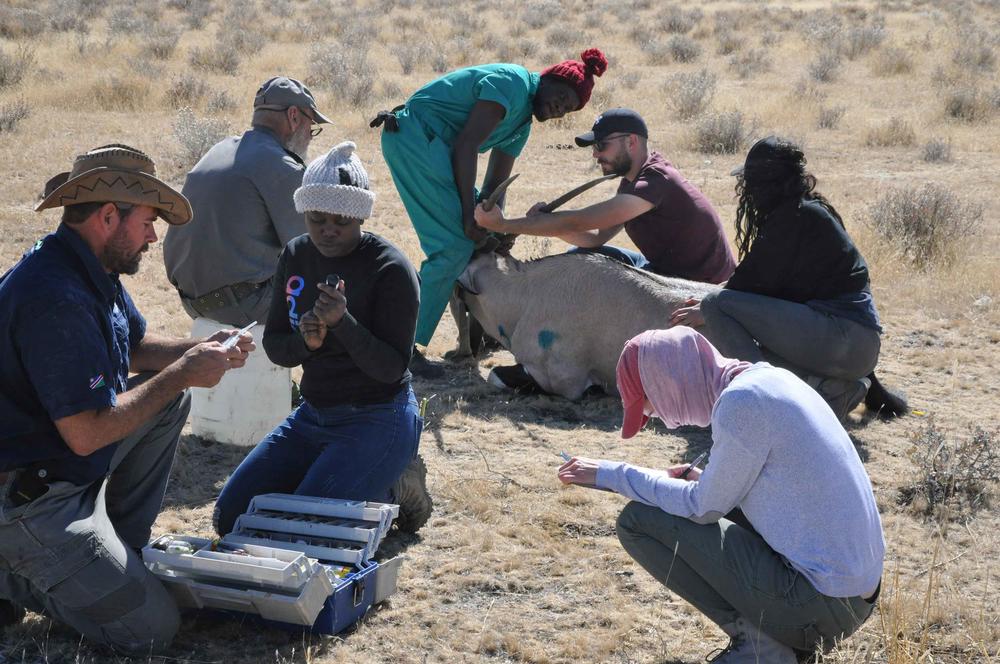 Just another day at the office. Together with local students, veterinary medicine student Thomas Conrad (back row, second from right) examines an oryx antelope.
