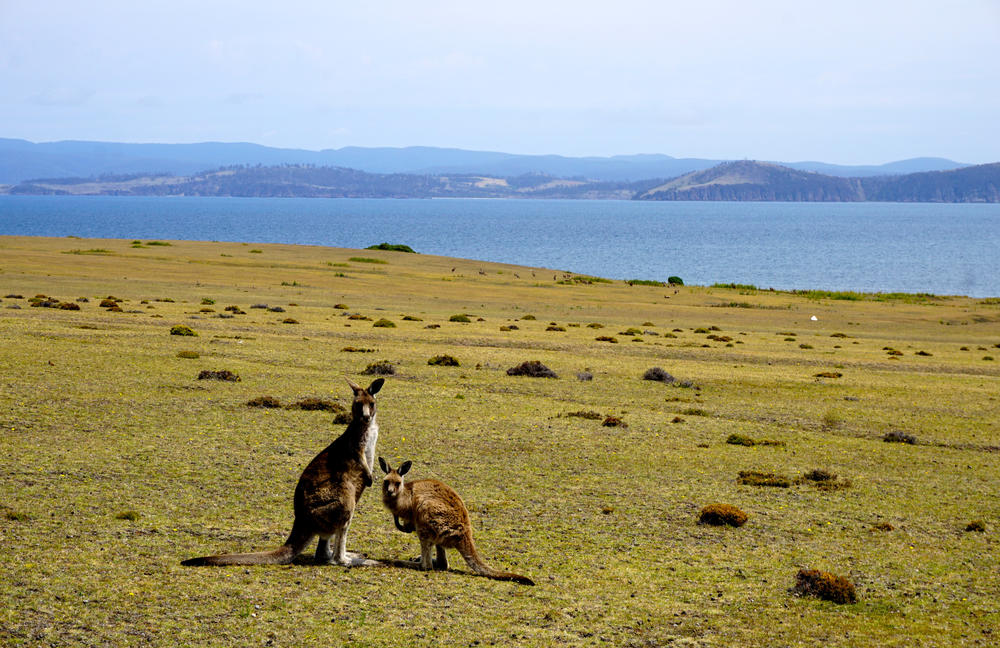 While she was traveling in Australia, Jennifer Gaschler was able to observe kangaroos ...