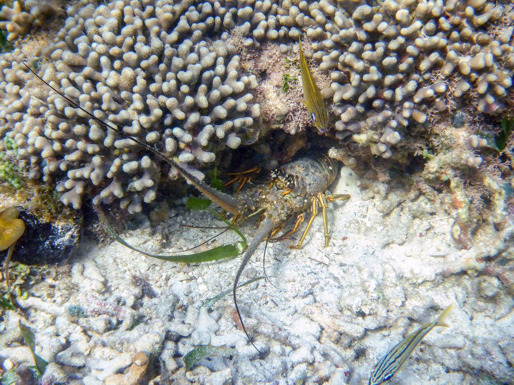 Coral reefs like those in the Panamanian Almirante Bay are a diverse habitat. They protect the coast from erosion and serve as a breakwater.