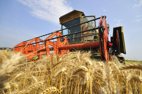 A tractor in a field of wheat.