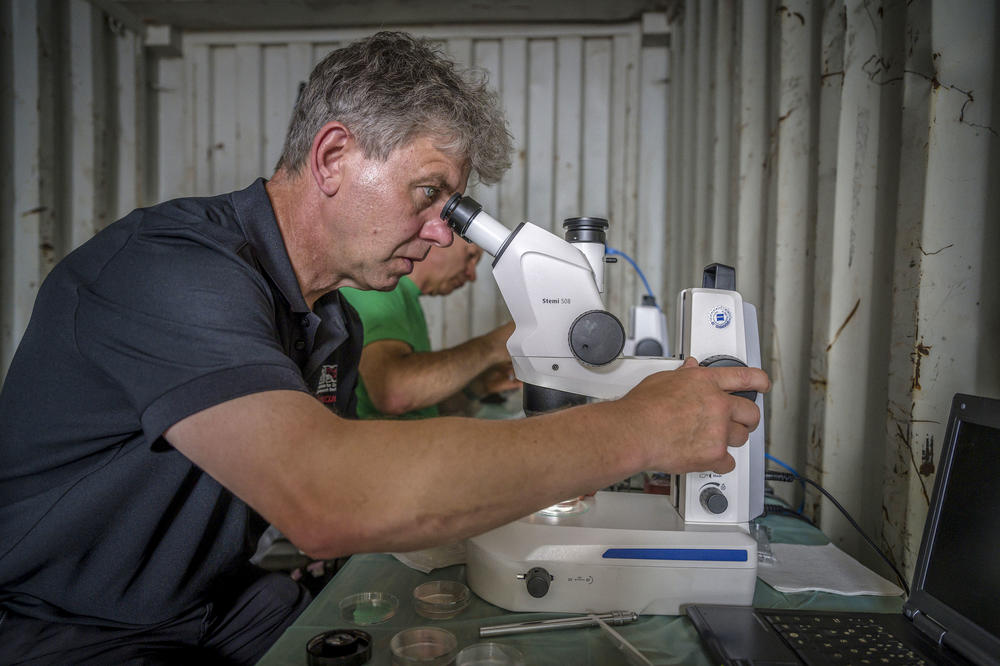 Professor Thomas Hildebrandt studies egg cells taken from female rhinoceros Fatu under a microscope.