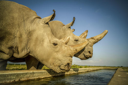 Literally unique: These two rhinoceros cows, Najin (left) and Fatu, are the last northern white rhinoceroses in the world. Since all the bulls have died off, researchers are taking an innovative tack to harvest reproductive cells.