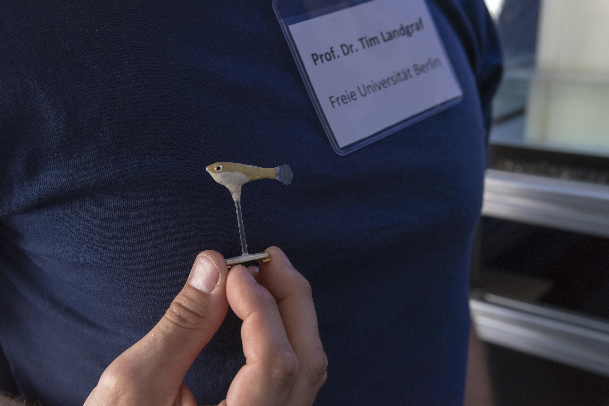 Junior professor Tim Landgraf examines fishes’ social behavior using RoboFish, an artificial guppy.