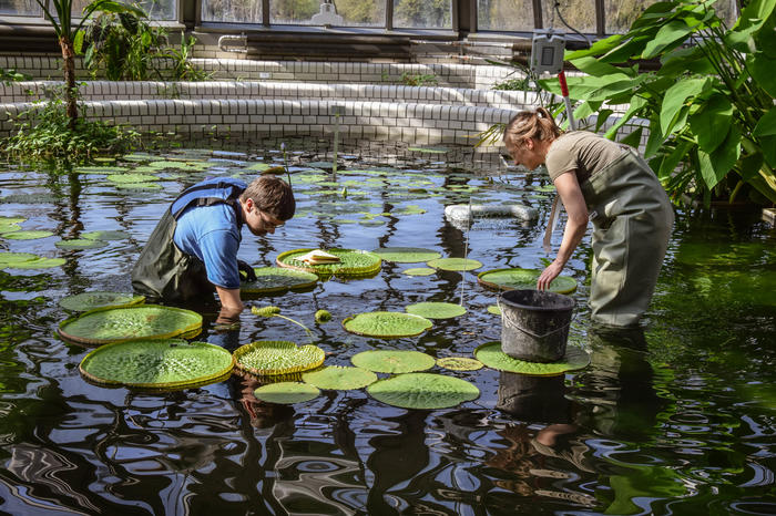 Researchers at the Botanical Garden are investigating the relationship between plants and humans.