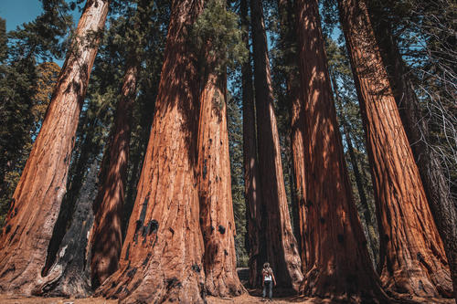 Spot the human! Humans shrink to near-invisibility beside the Sequoiadendron giganteum, pictured here in the Sequoia National Park, California. These giant sequoias, one species of redwood, can reach the giddy height of 95 meters.