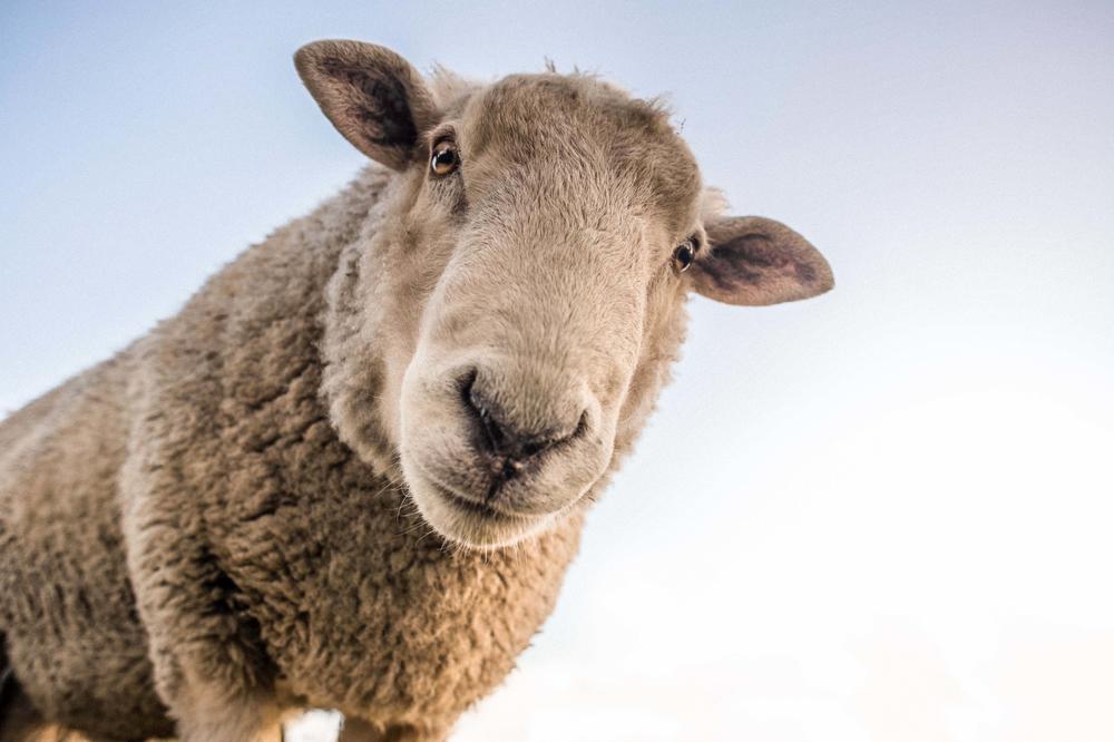 Many processes can be simulated with the help of mathematics, for example, how wool sheep spread around the world.