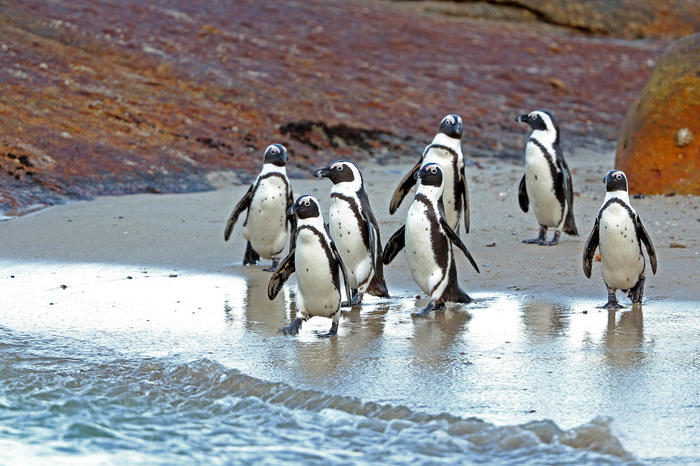 Wading into the water for a swim – and a snack. Researchers are investigating how they can protect the African penguin, an endangered species.