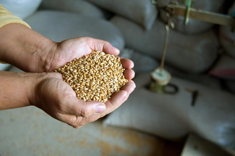 Due to its fertile black soil, Ukraine is one of the most important exporters of wheat in the world. The war could now deepen hunger and food insecurity for millions of people around the globe.
