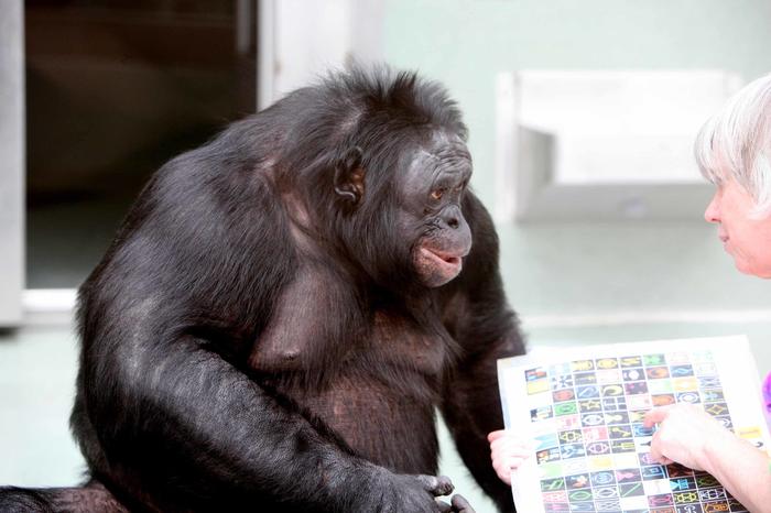 “Kanzi,” the bonobo, can communicate using different symbols.