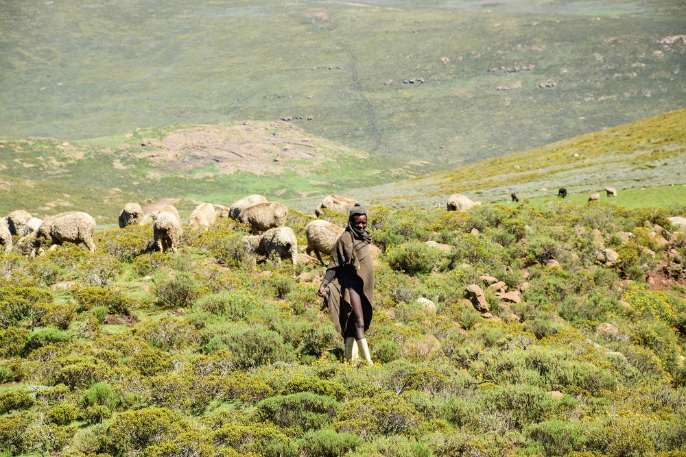 Erosion poses a threat to the region as more and more animals graze on the high mountain slopes and trample the grasslands, causing water to drain more quickly and depleting the reservoir.