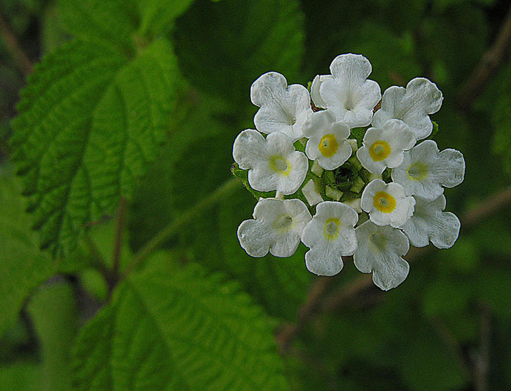 Lippia graveolens, a Mexican oregano species whose essential oils have antibacterial properties.