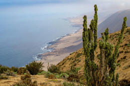 Extreme landscapes. On the cliffs of Chile’s Pan de Azúcar National Park, the world’s largest ocean, the Pacific, meets its driest desert, the Atacama. The cool Humboldt Current in the Pacific is what causes the dryness of the adjacent desert.