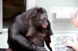 “Kanzi,” the bonobo, can communicate using different symbols.
