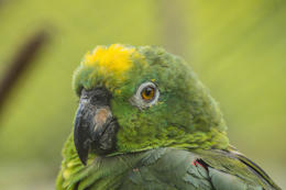 biodiversity-3