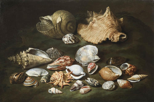 Paolo Porpora – Still life with shells, oil on canvas