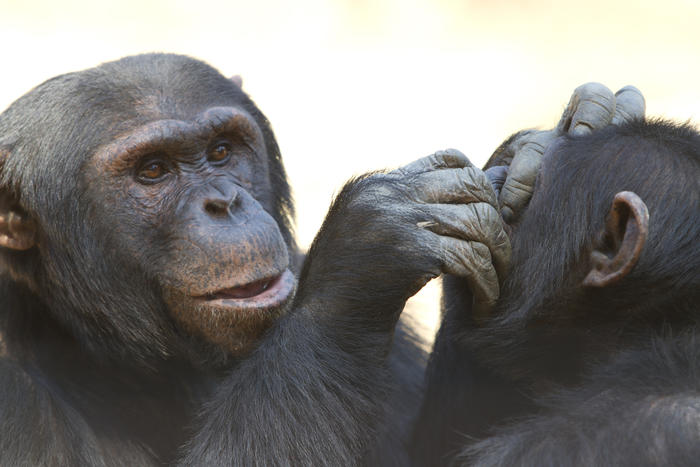 What can researchers learn about people by studying chimpanzees?