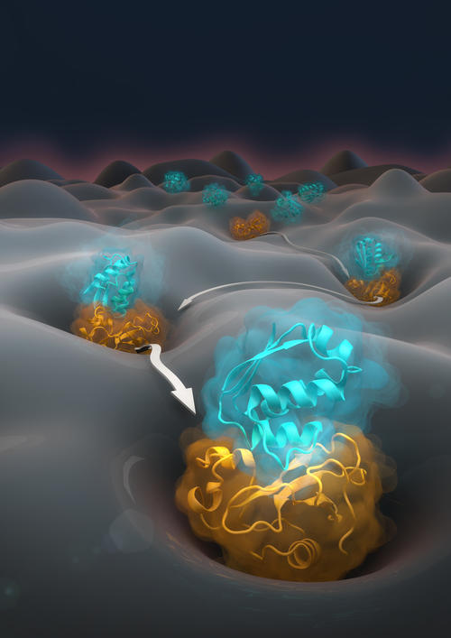 Artistic view of protein association and dissociation in an energy landscape.