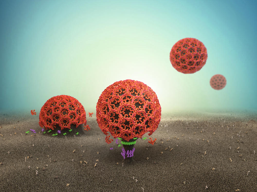 The key step of neck constriction in the process of membrane vesicle formation has been revealed. 