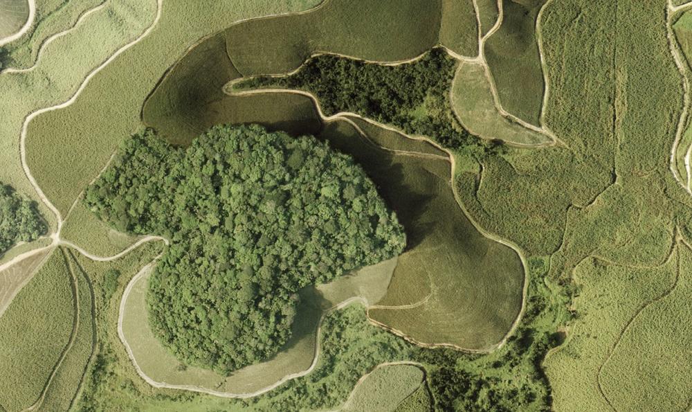 Aerial photo of a forest patch in the Brazilian Atlantic rainforest surrounded by sugar cane