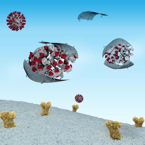 The combination of electrostatic and hydrophobic interactions plays a key role at the interface between coronavirus and materials.