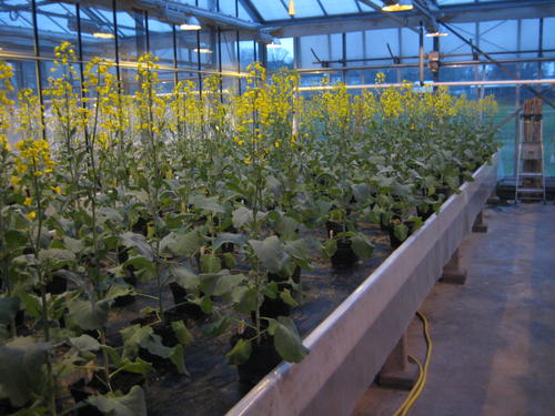 Oilseed rape growing in a Freie Universität Berlin greenhouse. The research team is testing out their findings from previous research on these plants.