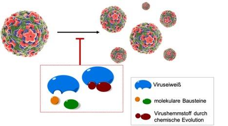 Mechanism of action of the new process, which can inhibit the reproduction of viruses in the human body through molecular self-organization.