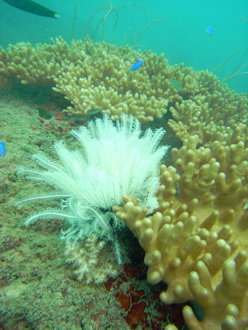 Many corals get their energy through photosynthesis, but stranded sediments can prevent sunlight from penetrating to the coral.