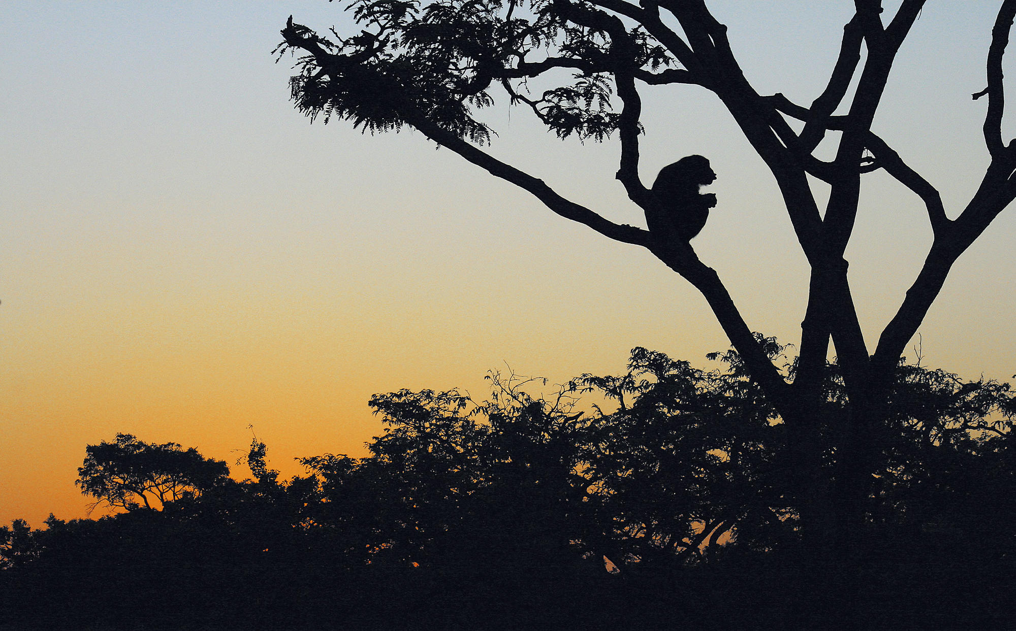 Students and researchers from Freie Universität do field work in the savanna in  Chimfunshi.