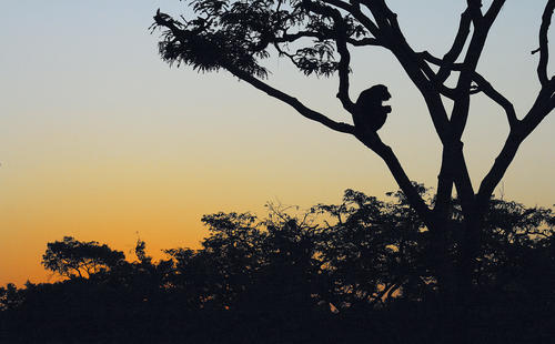Students and researchers from Freie Universität do field work in the savanna in  Chimfunshi.