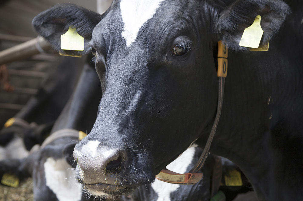 For the camera: Modern agriculture is less romantic.