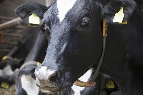 For the camera: Modern agriculture is less romantic.