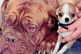 Large dogs like the Dogue de Bordeaux (French mastiff) increasingly suffer from joint problems, like many other large, heavy dogs; the short skulls of tiny Chihuahuas can lead to airway issues.
