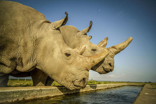 Literally unique: These two rhinoceros cows, Najin (left) and Fatu, are the last northern white rhinoceroses in the world. Since all the bulls have died off, researchers are taking an innovative tack to harvest reproductive cells.