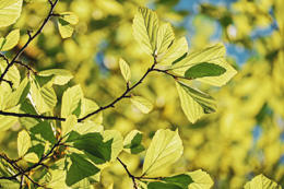 A “power plant” in the truest sense of the word. Plants generate energy from nothing but CO2, water, and sunlight.