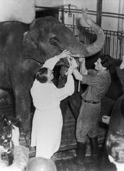 ca. 1952/1953: Dr. med. vet. Erwin Becker (1898-1978) at work in Düppel. The veterinary department was added to Freie Universität in 1951 after a series of dramatic events.