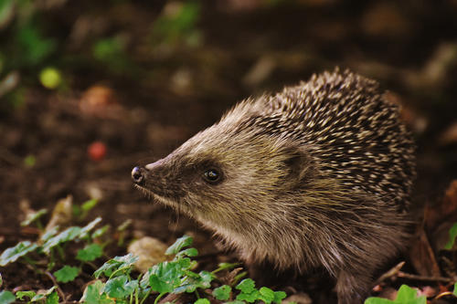 ... einem Igel