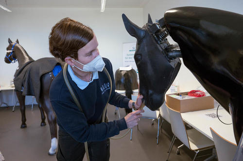 The horse model helps students to understand how colic develops and how to treat it.